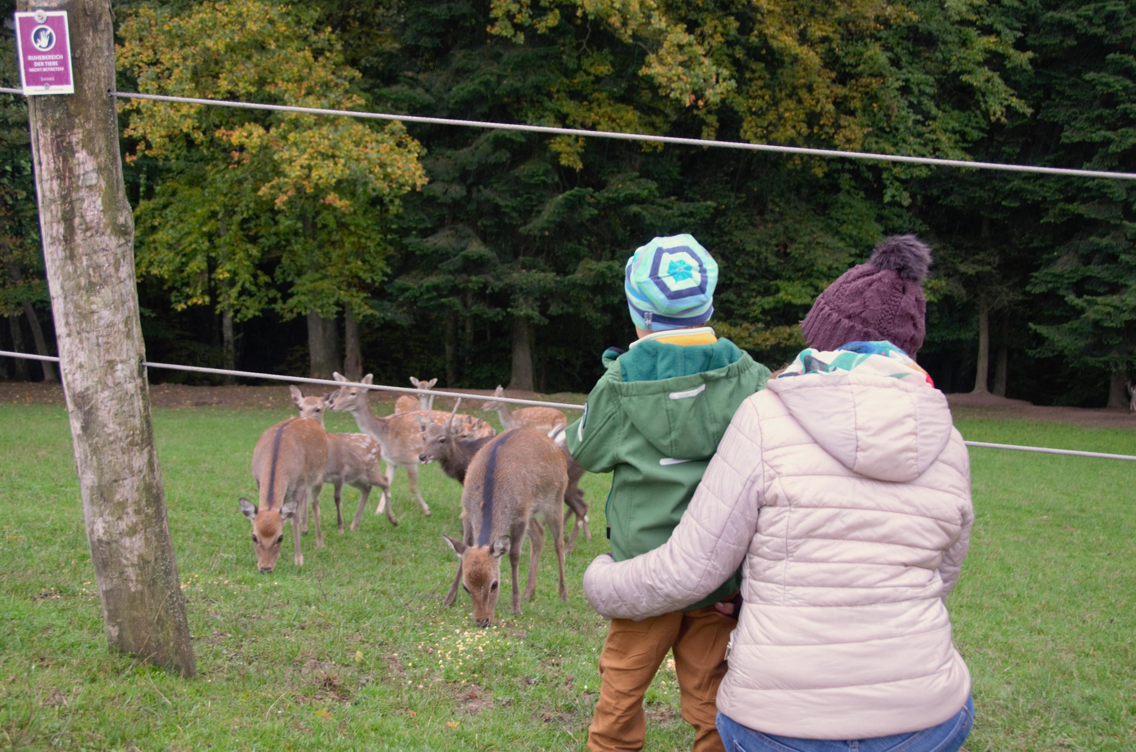 Der Herbst zieht im Wildpark Hochrieß ein