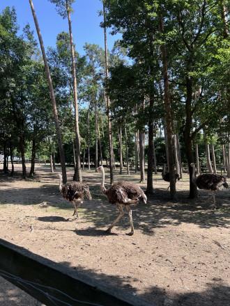 Tierische Abenteuer im Straußenland Gärtner