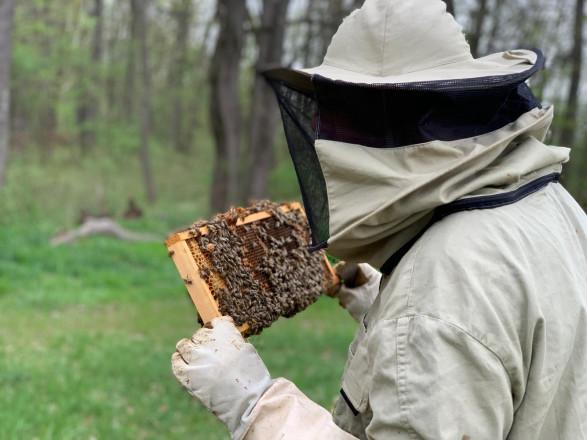 Blick auf einen Imker im Schutzanzug, der eine Bienenwabe voll mit Bienen in den Händen hält.