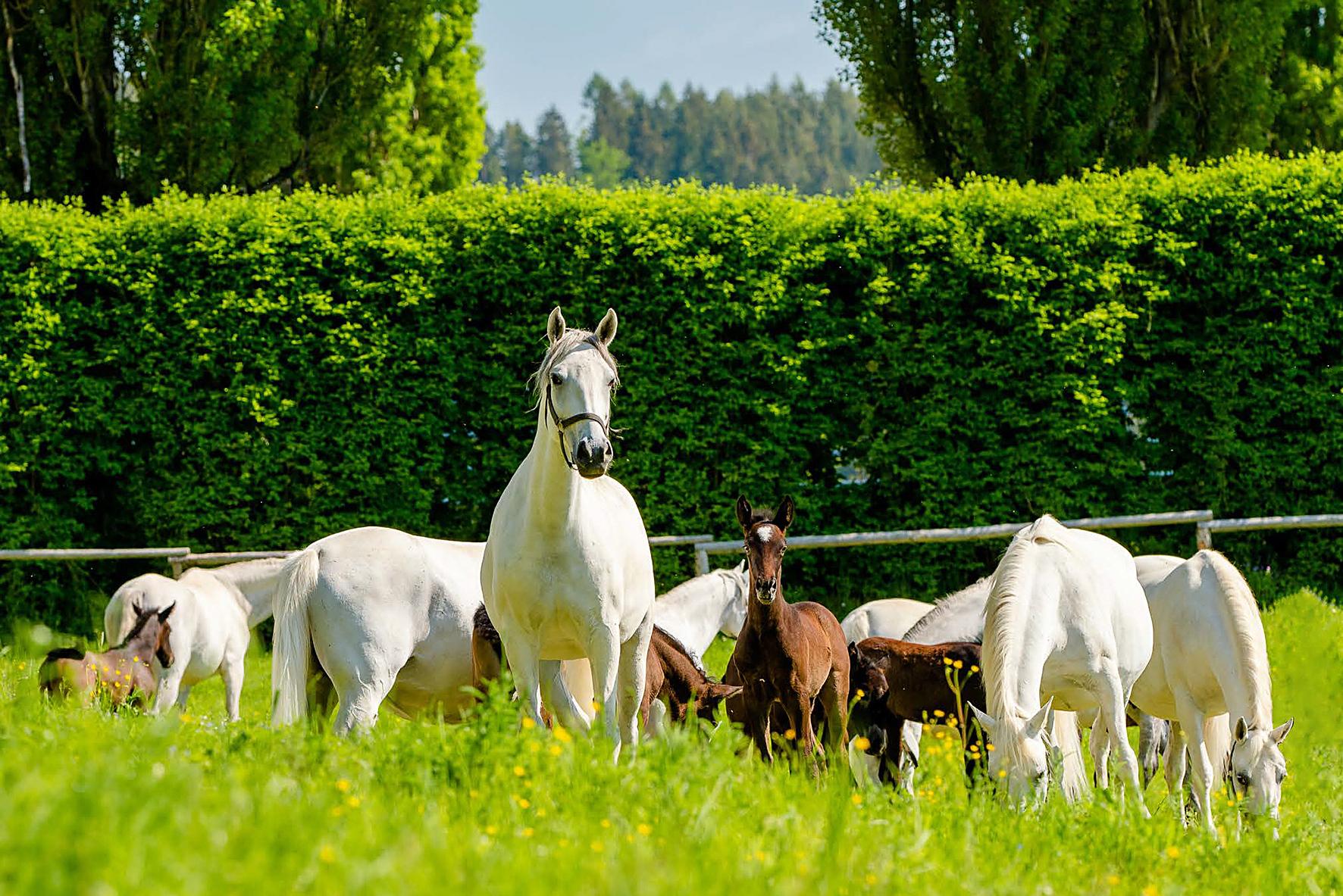 Lipizzanergestüt Piber