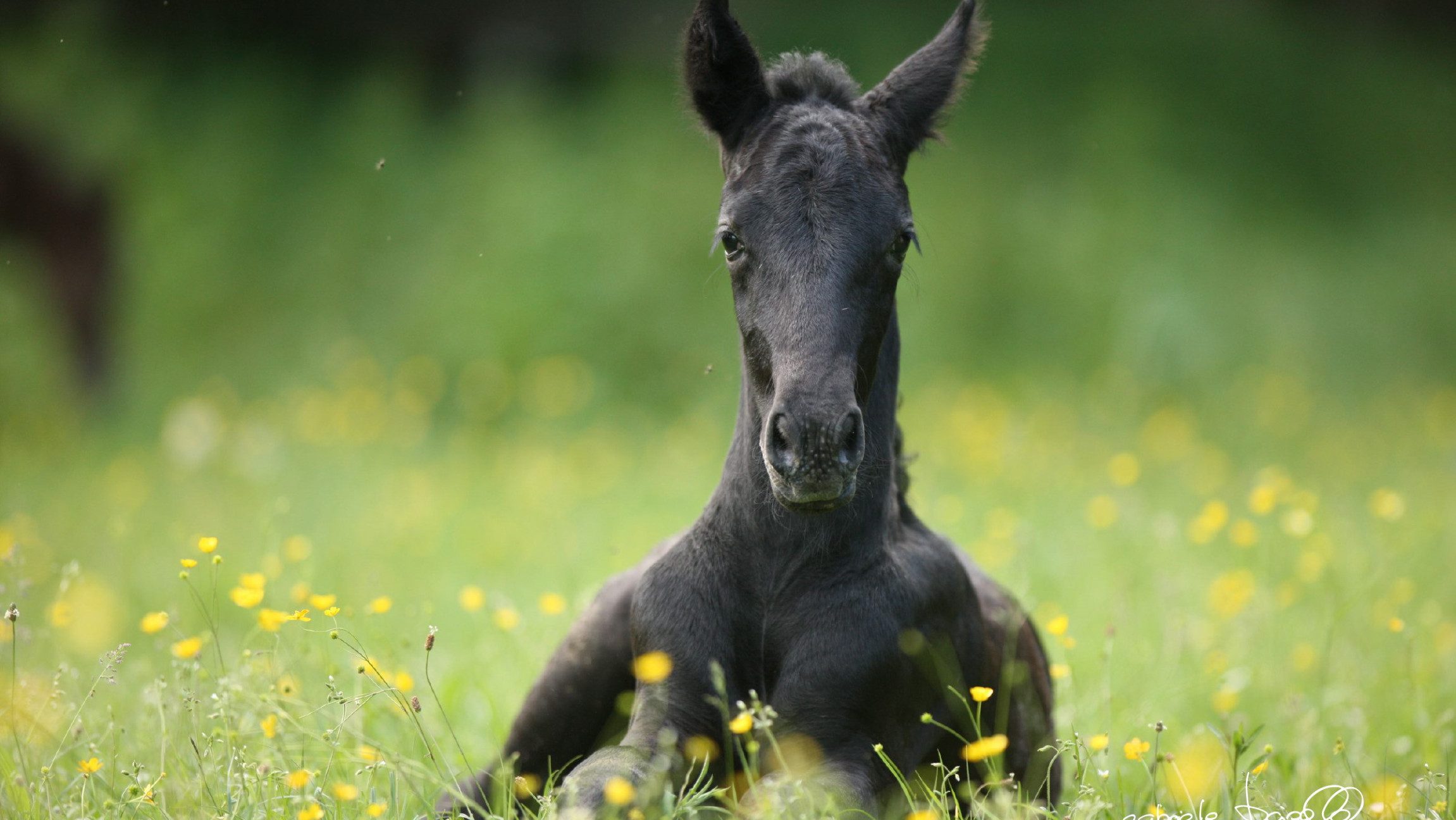 Schwarzes Fohlen auf der grünen Weide im Lipizzanergestüt Piber.