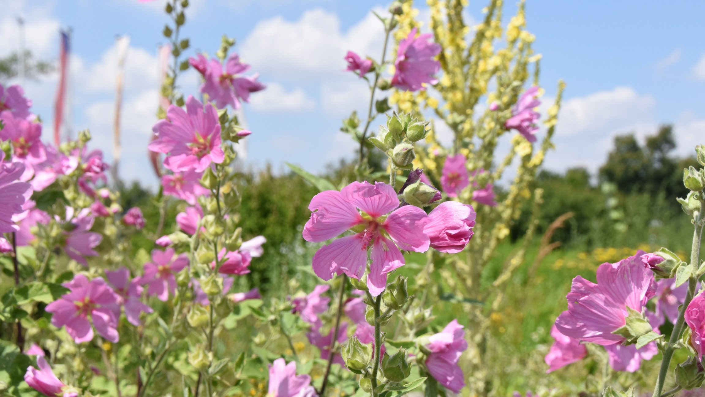 Blick auf lila Blumen.