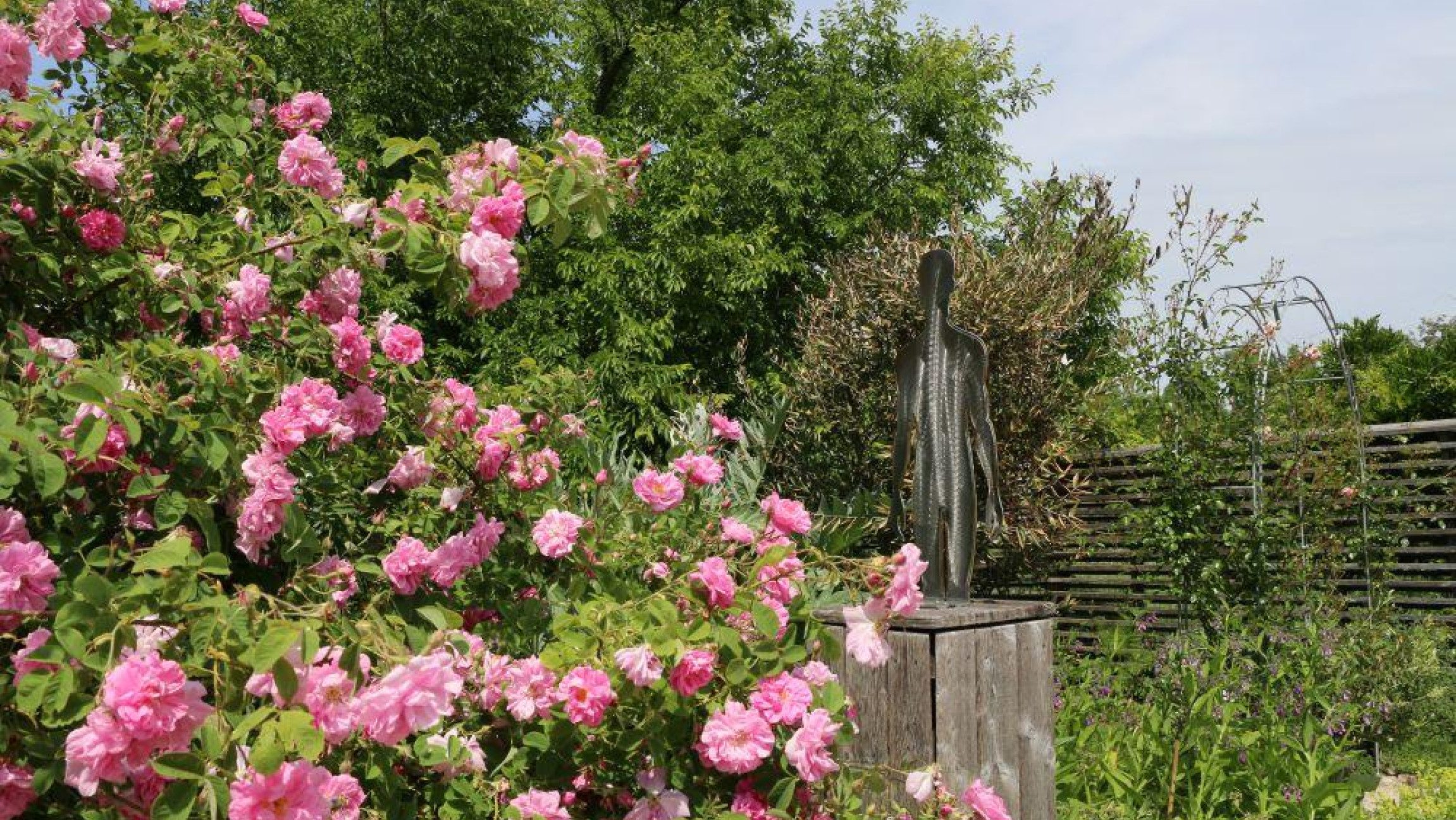 Blick auf Blumen, die im Garten wachsen.