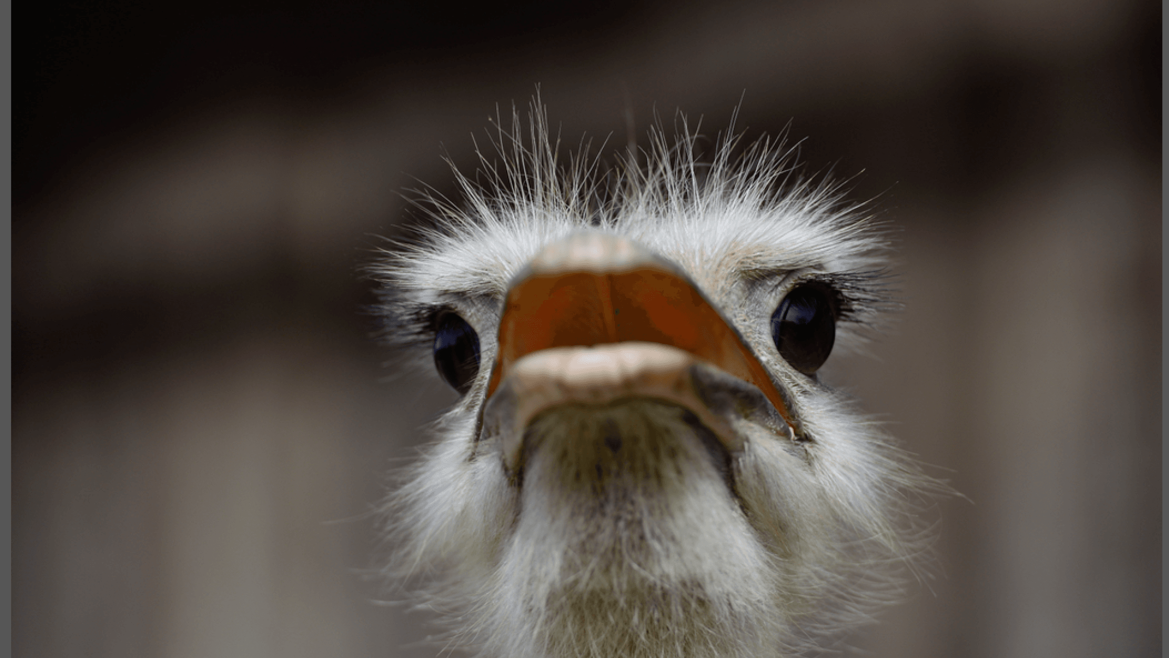 Blick auf den Kopf eines Straussen.