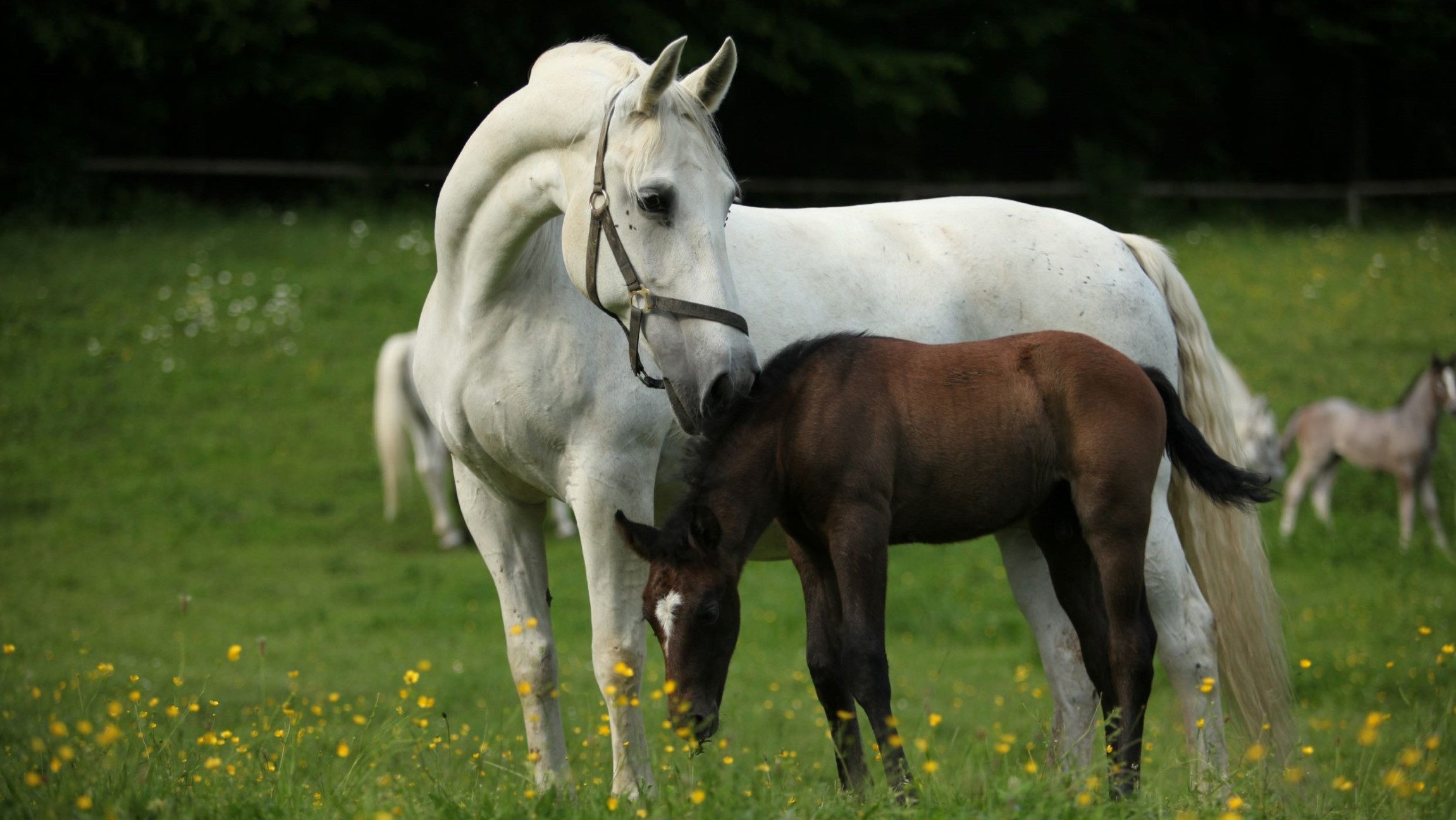Mutterstute mit ihrem Fohlen auf der Weide im Lipizzanergestüt Piber.