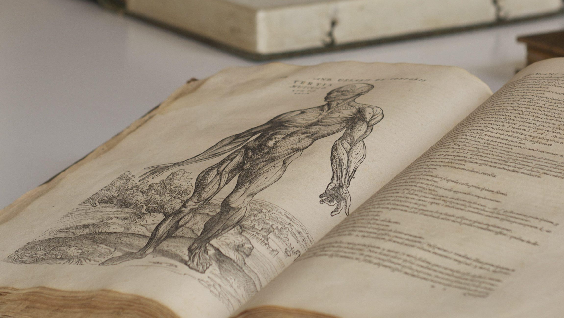Blick auf zwei Bücher mit Zeichnungen von Menschen.