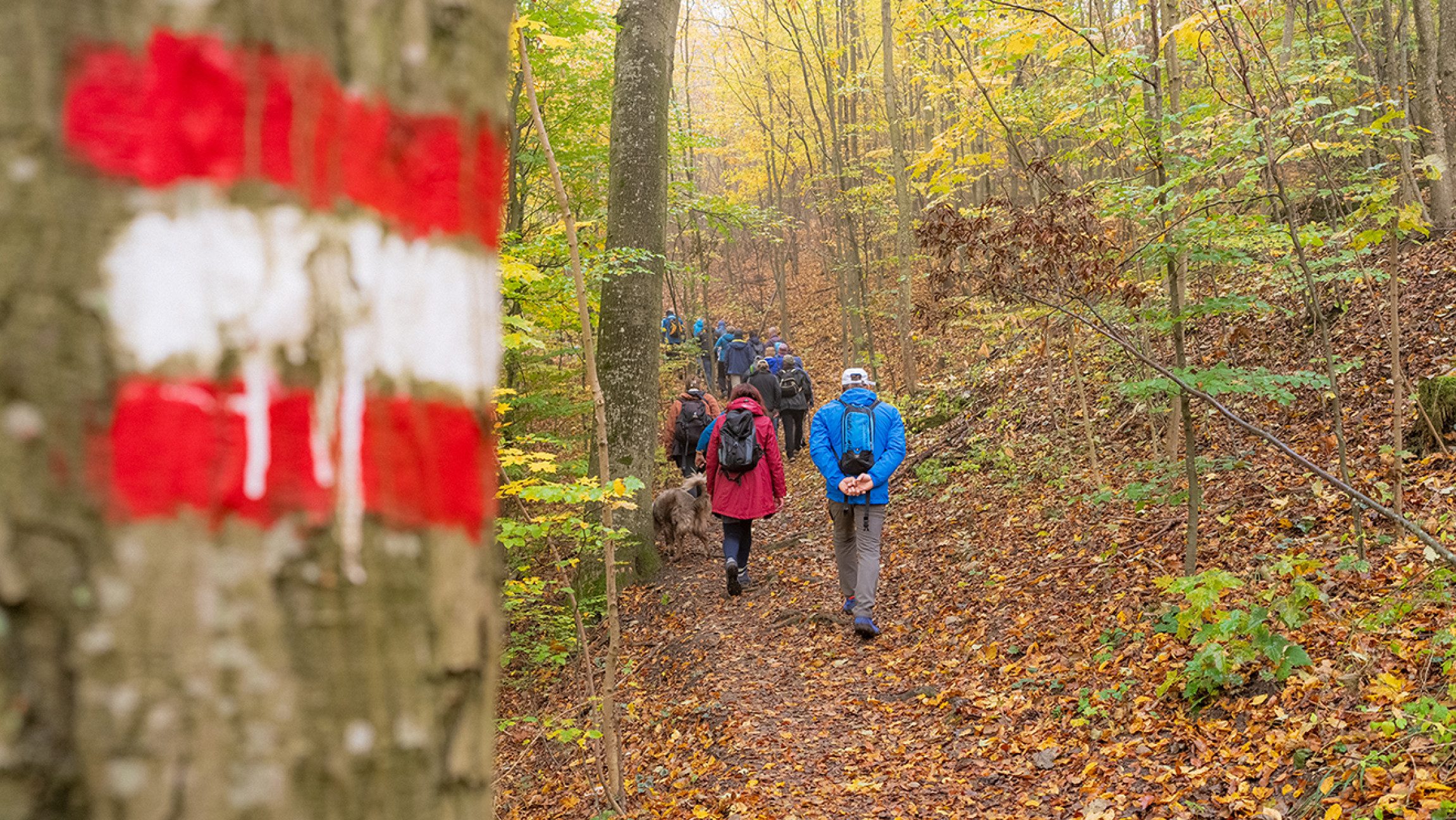 Blick auf eine Gruppe von Wanderern, die durch den Wald geht.