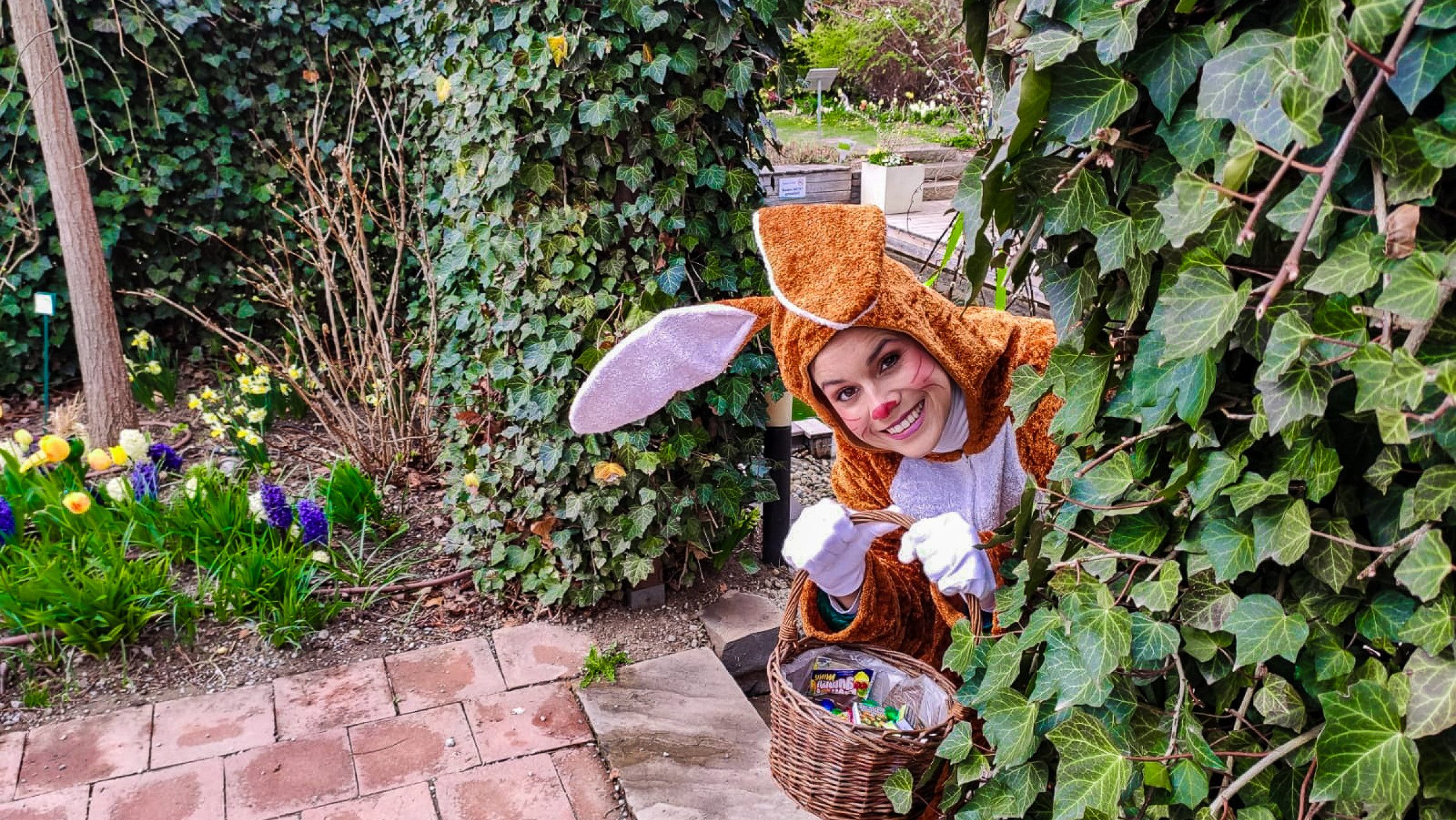 Blick auf eine Dame im Hasenkostüm, die von einer Hecke hervorschaut.