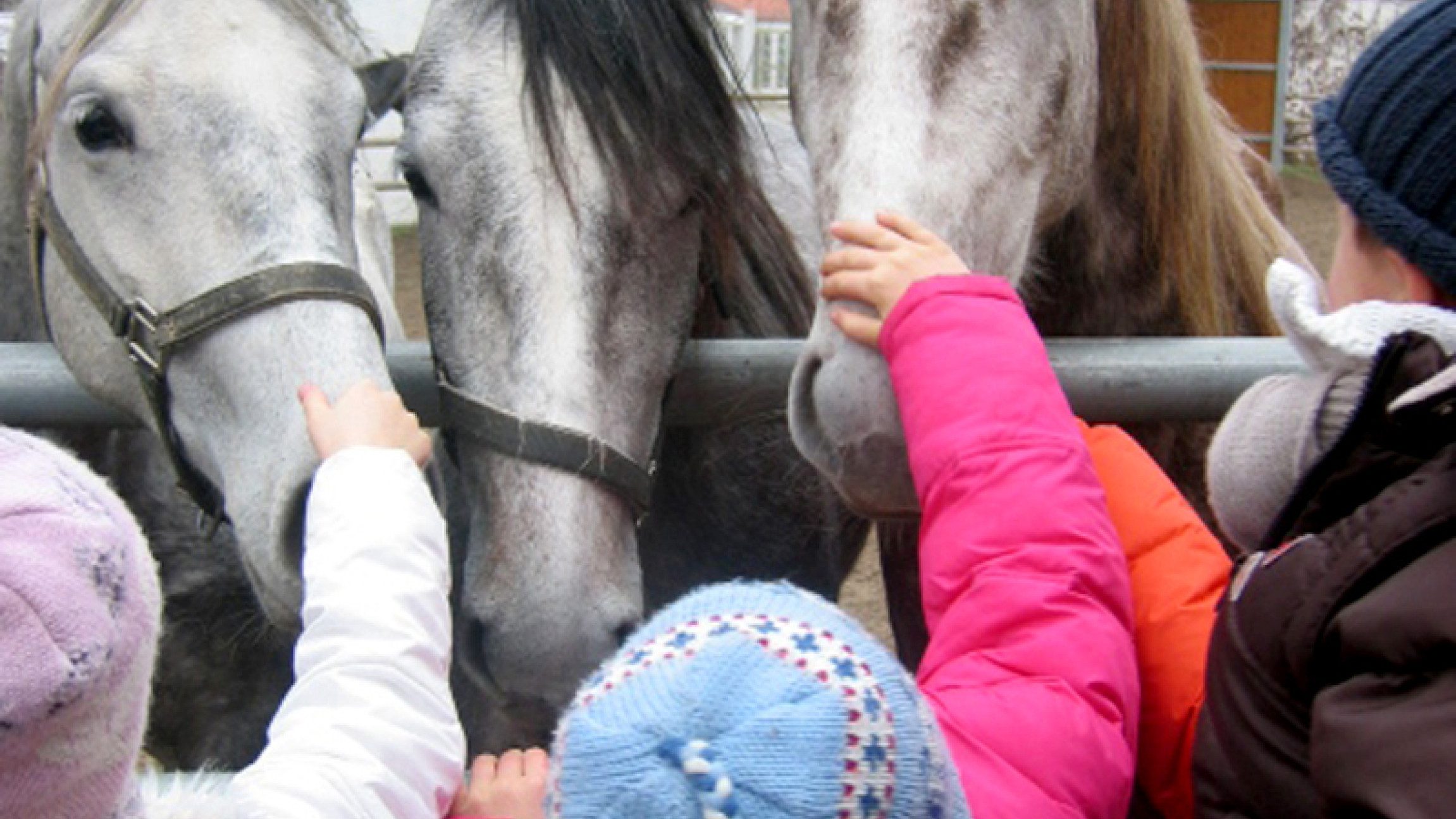 Kinder streicheln Lipizzaner am Gestüt Piber.