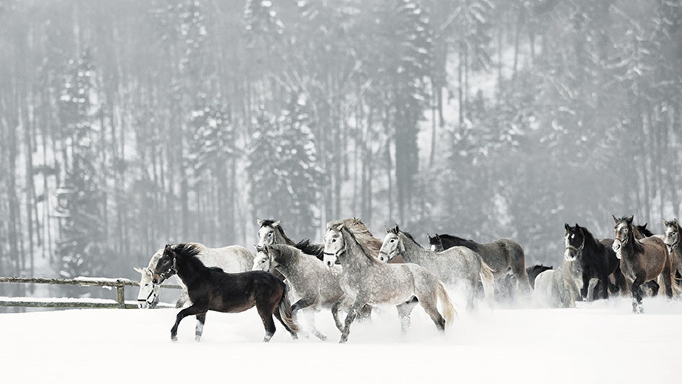 Weiße und schwarze Lipizzaner, die durch eine Schneelandschaft laufen.