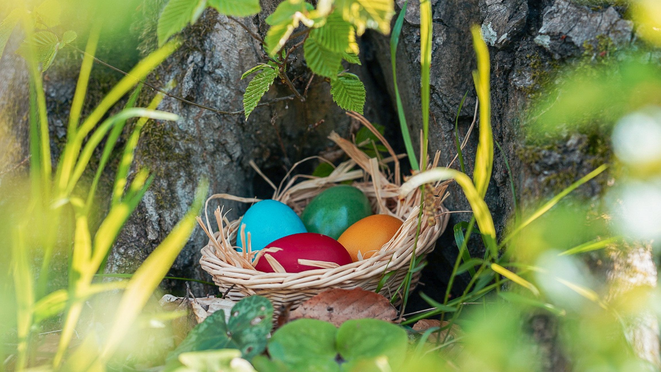 Ostereier in einem Nest versteckt in der Wiese