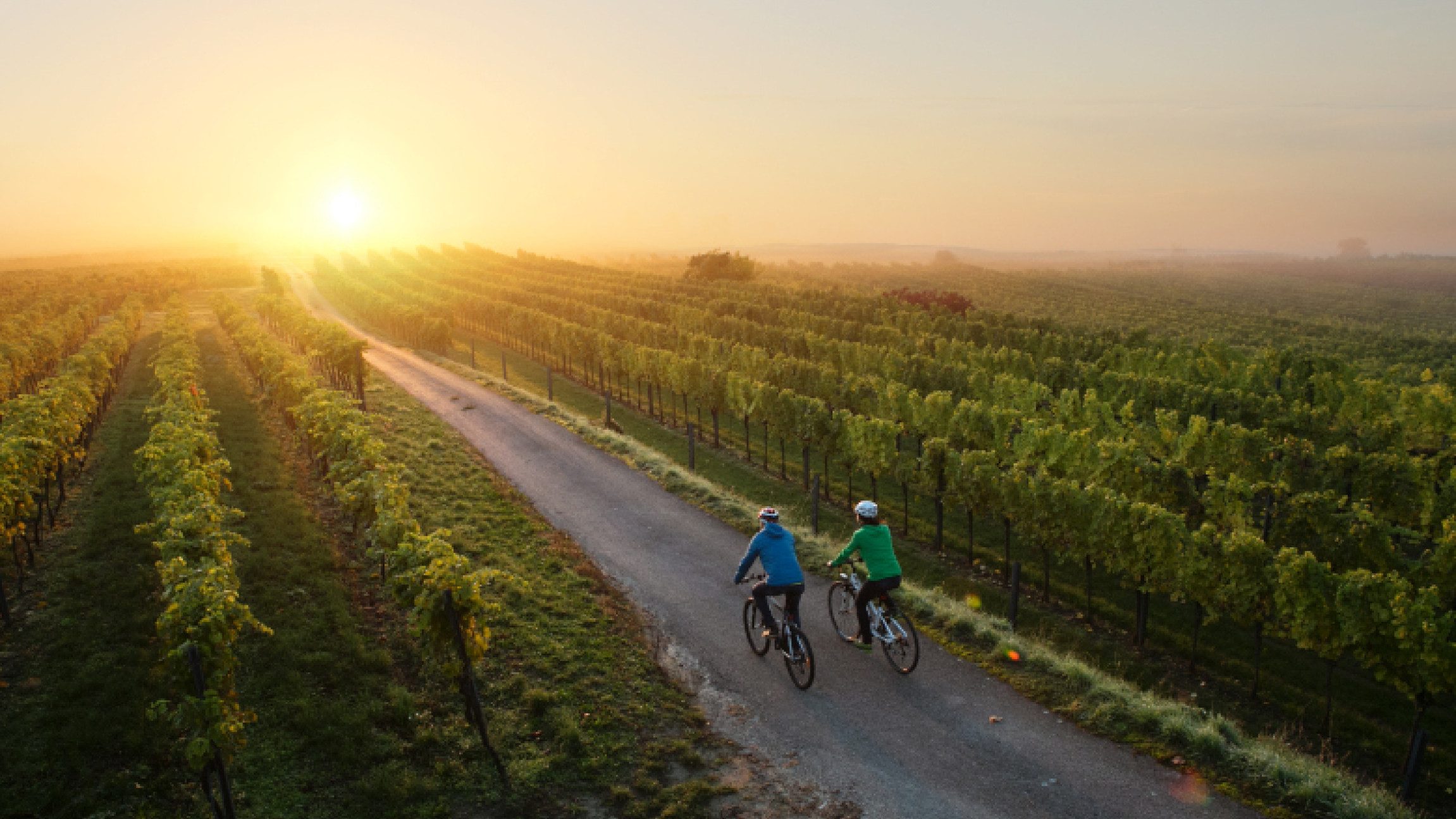 Familie am Traisentalradweg neben Weinreben in den Sonnenuntergang