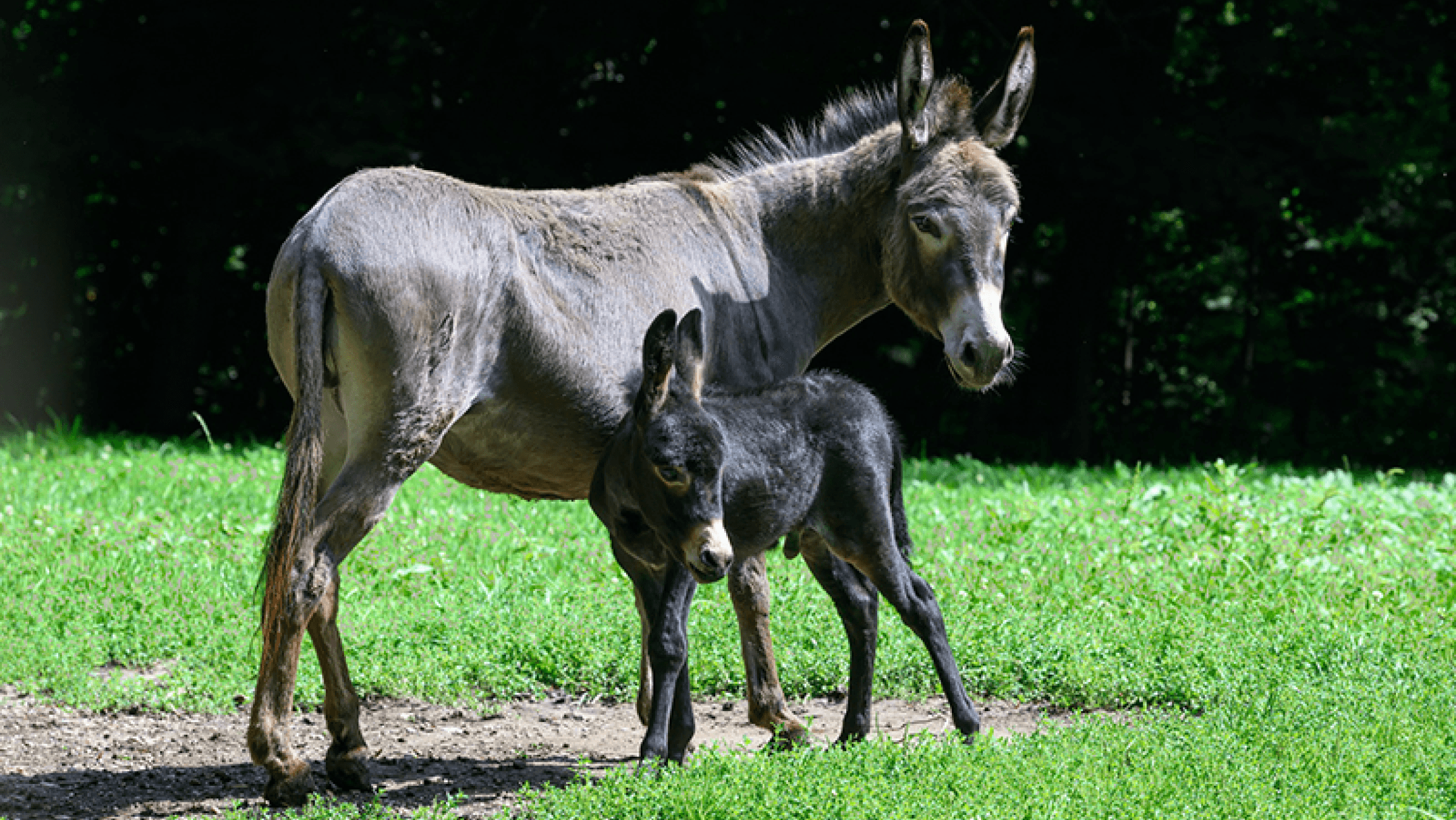 Zwei Esel im Tierpark Haag