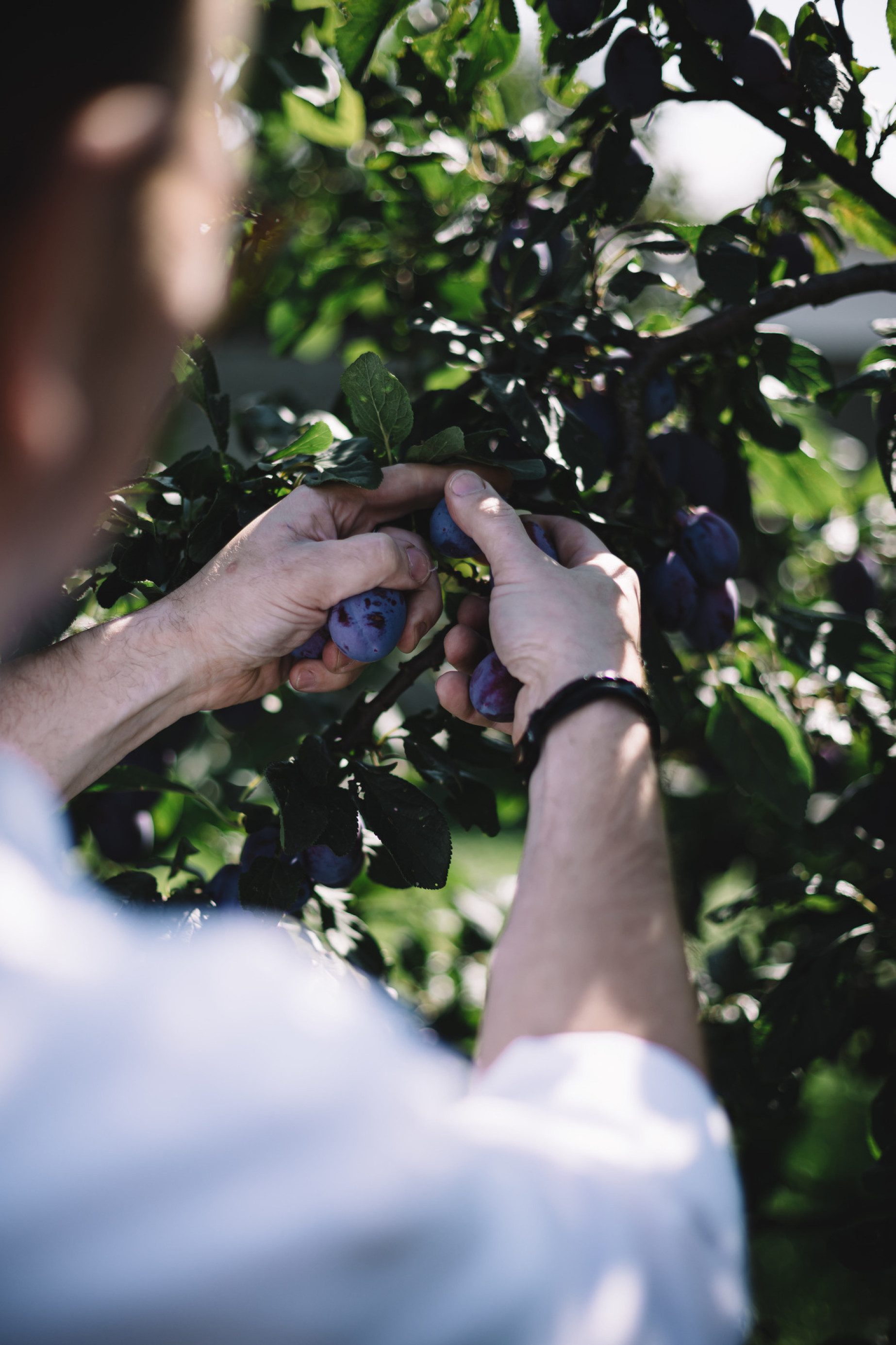 Wirtshausgarten zum Würzen und Einkochen