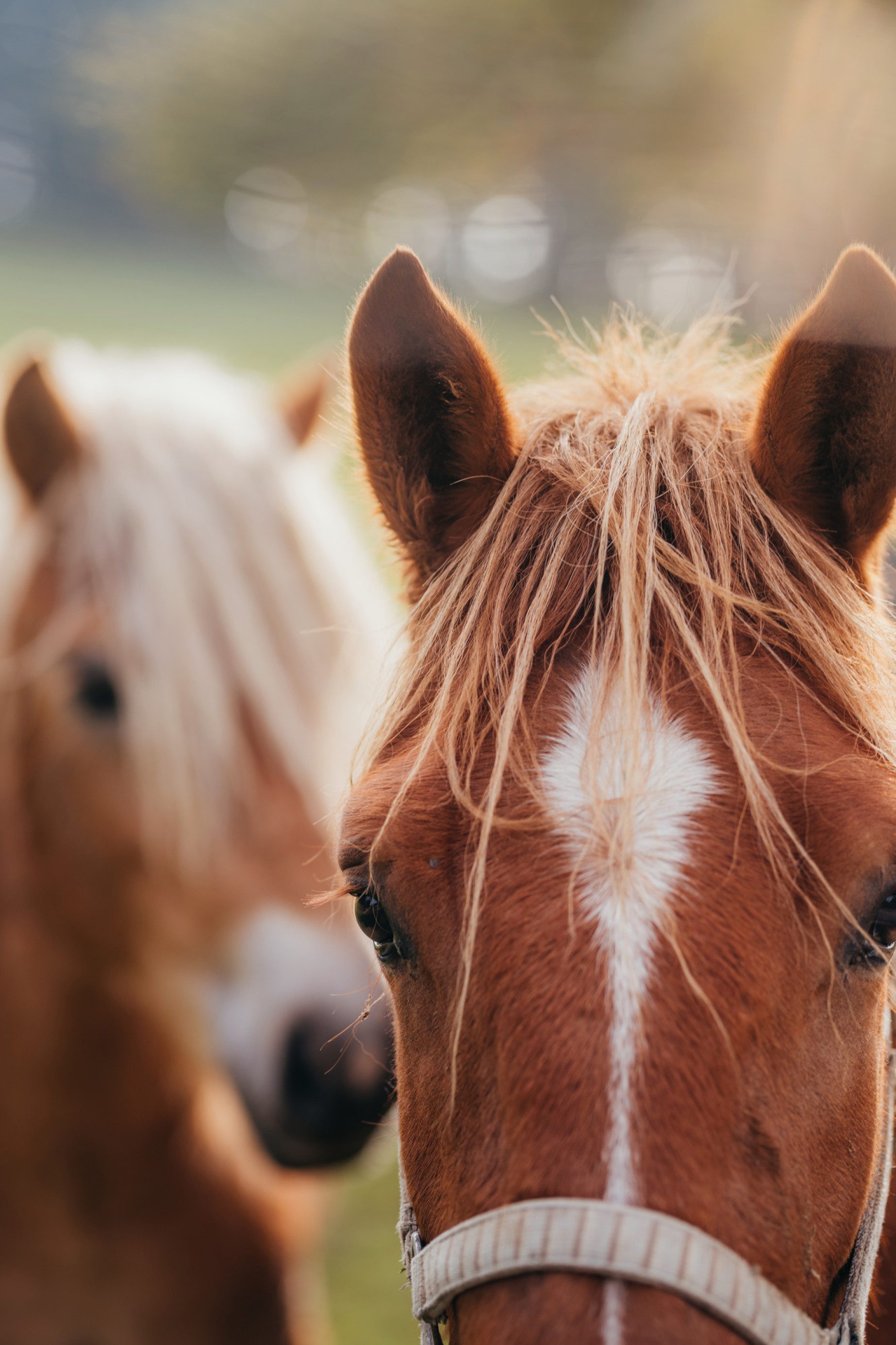 50 verschiedene Tierarten