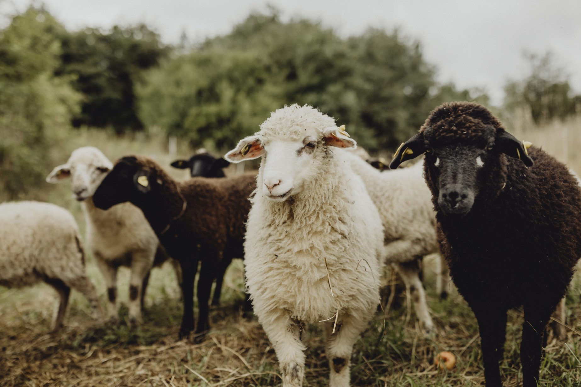 Wo sich Gäste und Schafe wohlfühlen