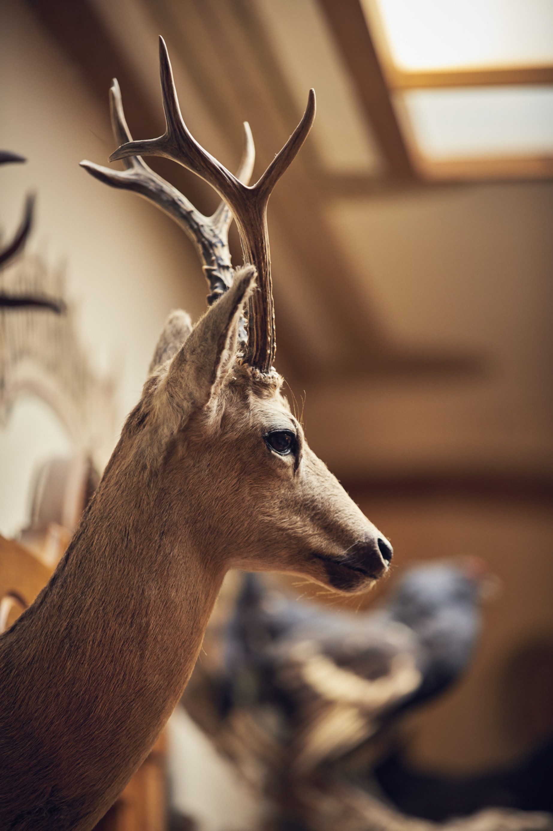 Ab-Hof-Verkauf von Wildprodukten