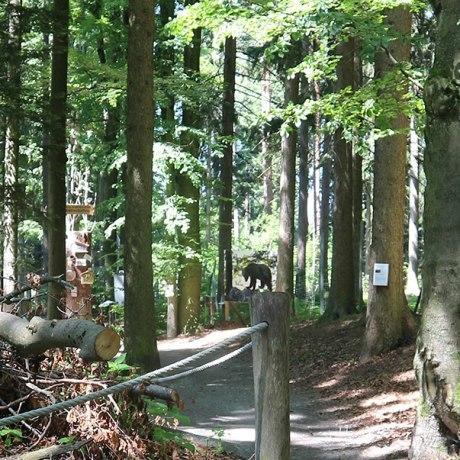 Bärenwald Arbesbach - Im wilden Waldviertel