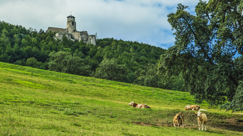 Araburg in der Ferne, im Vordergrund grasende Kühe