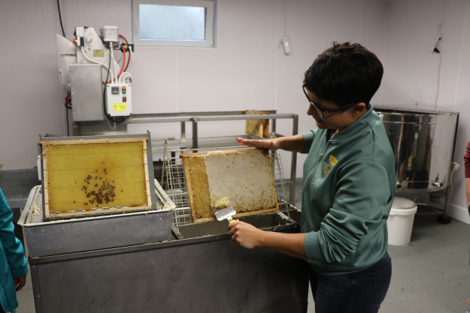Frau die Honig von einer Bienenwabe erntet