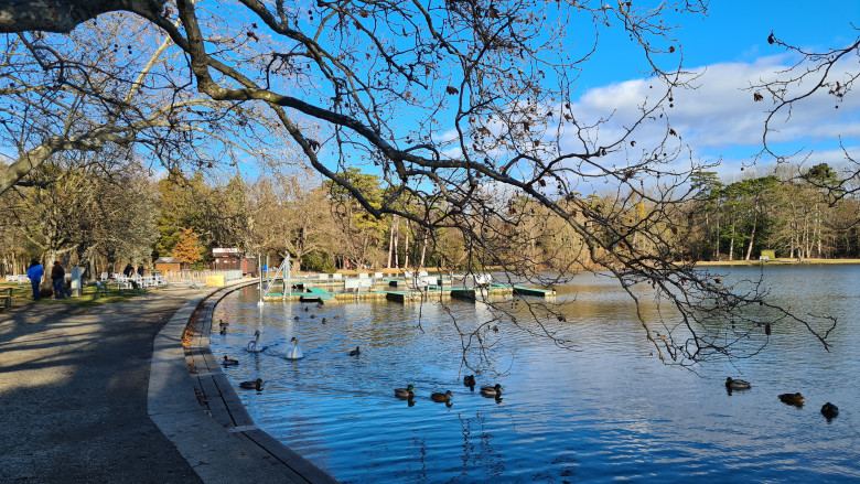 Schlossteich Laxenburg mit zwei Schwänen und zahlreichen Enten darin