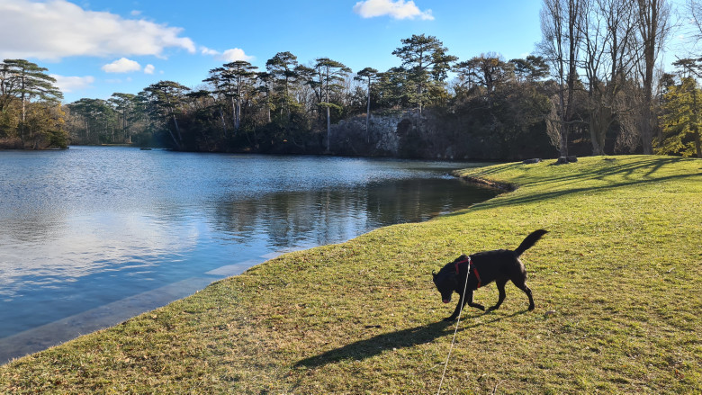 Teich im Schlosspark Laxenburg mit schwarzen Hund am Ufer