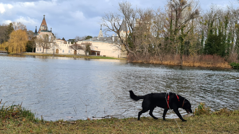Hund am Ufer des Schlossteichs mit Blick auf die Franzensburg im Hintergrund