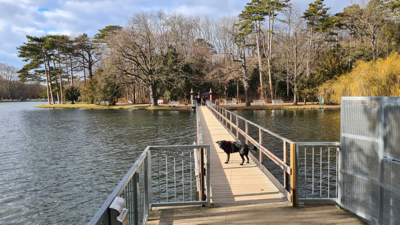Hund auf einem Steg über dem Schlossteich