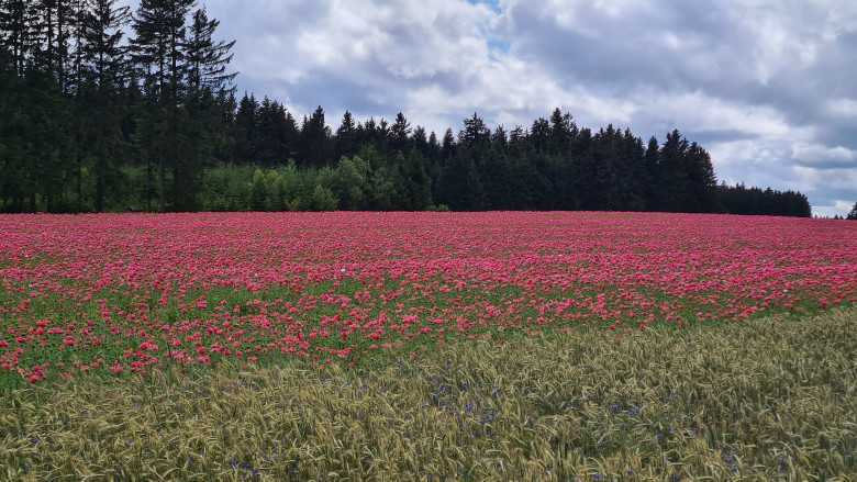 Blick auf ein blühendes Mohnfeld