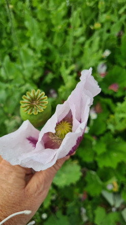 Blick auf grüne Kapseln der Mohnblume
