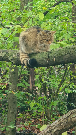 Wildkatze auf Ast