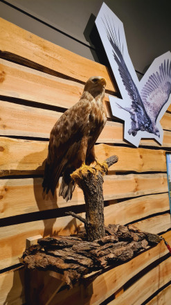 Ausgestopfter Seeadler