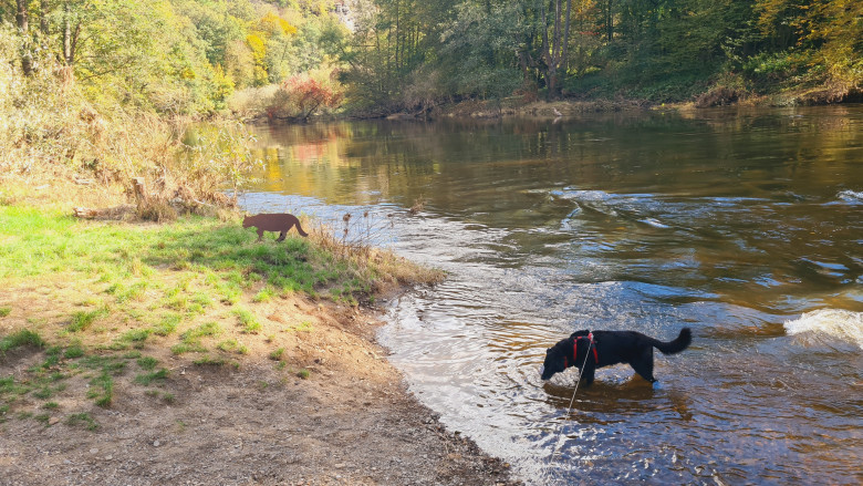 Hund in Fluss