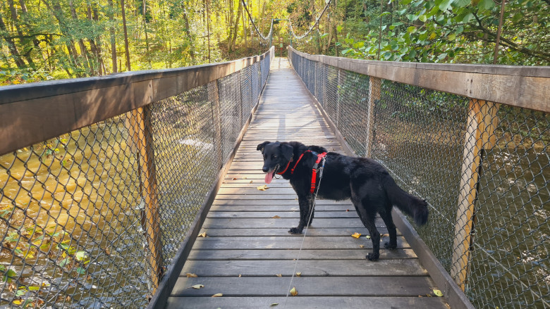 Schwarzer Hund auf Brücke
