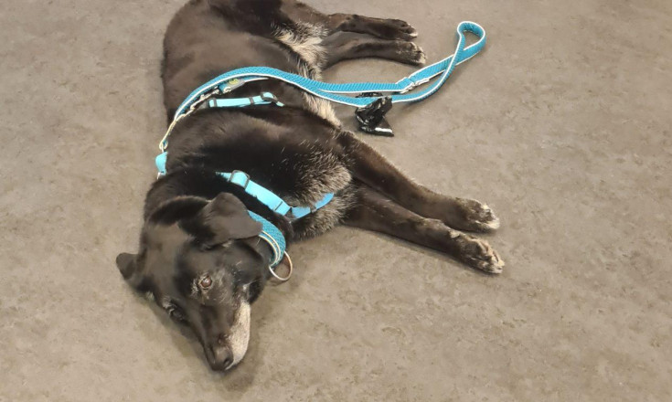 Ein dunkelbrauner Hund mit türkisen Geschirr liegt am Boden