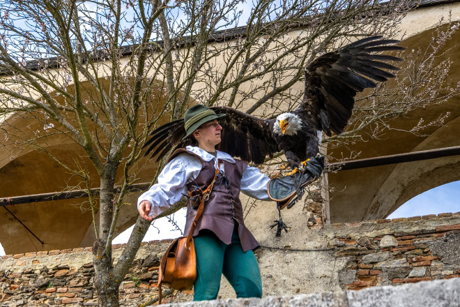 Ein Mann in historischer Faklner-Kleidung hält einen Weißkopfseeadler auf der Hand