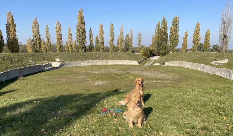 Zwei Golden Retriever sitzen vor den Überresten des römischen Amphitheaters in der Römerstadt Carnuntum. Die historische Arena ist von Bäumen umgeben und liegt unter einem klaren blauen Himmel.