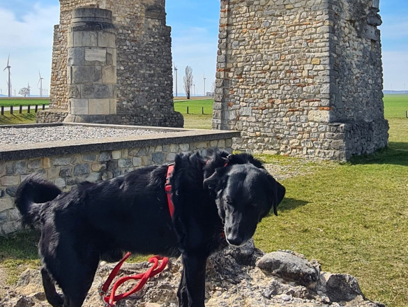 Ein schwarzer Hund steht vor dem Heidentor in Carnuntum. Das markante römische Monument aus Stein und Ziegeln ist eines der bekanntesten Wahrzeichen der antiken Ausgrabungsstätte.