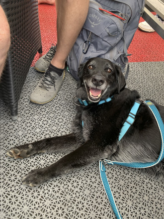 Hund liegt am Bootdeck