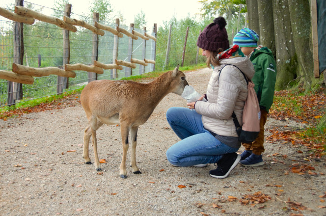 Frau mit Kind füttert Ziege