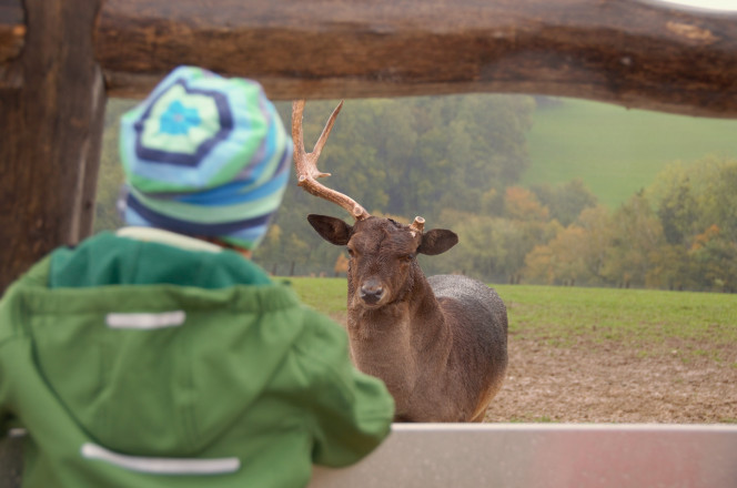 Kind von hinten blickt auf Hirsch mit nur einem Geweih