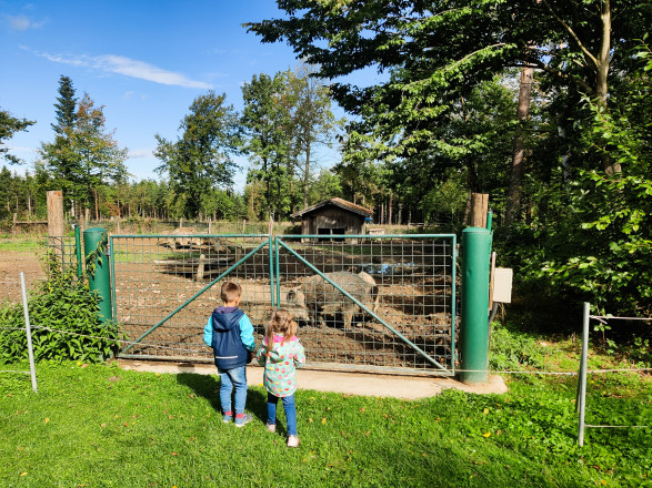 Kinder vor Wildschwein-Gehege