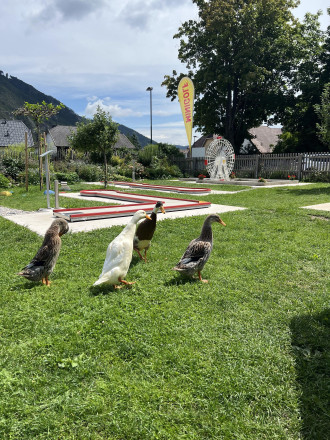 Vier Laufenten am Golfplatz