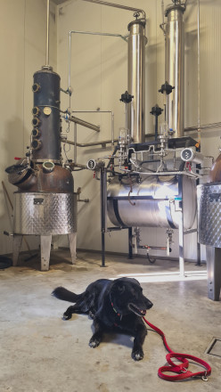 Hund liegt vor Produktionsmaschinen