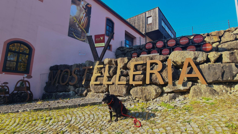 Outdoor: Hund sitzt vor Mostelleria Schriftzug