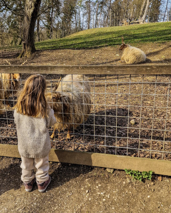 Kleinkind vor Schaf Gehege