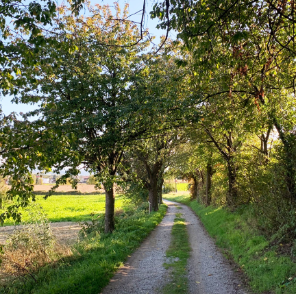 Ein Wanderweg gesäumt von Bäumen