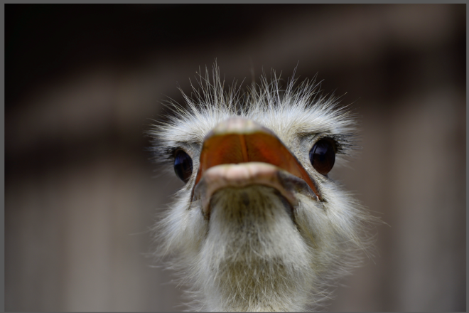 Blick auf den Kopf eines Straussen.