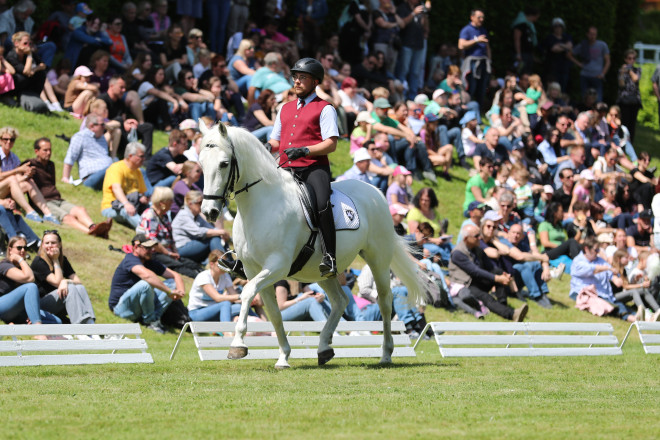 Reiter auf einem Lipizzaner beim Frühlingsfest.