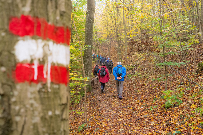 Blick auf eine Gruppe von Wanderern, die durch den Wald geht.